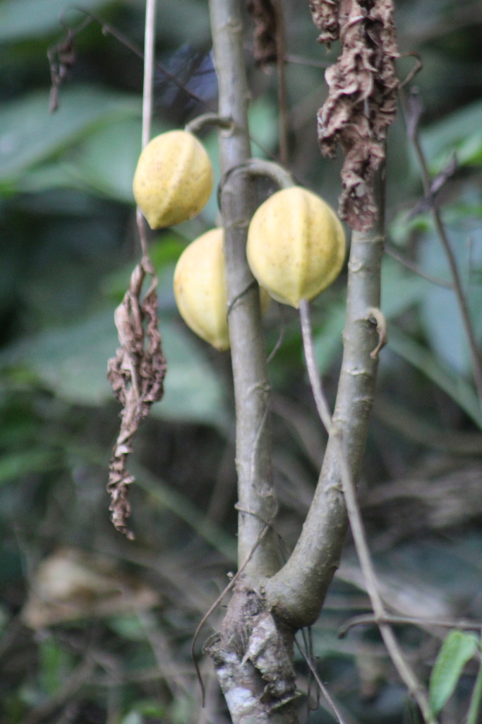 Vasconcellea microcarpa (Vasconcellea microcarpa)