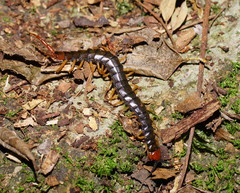 Cormocephalus westwoodi