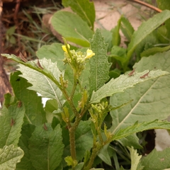 Brassiceae