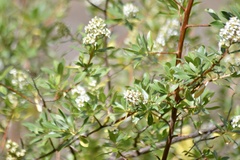 Escallonia resinosa