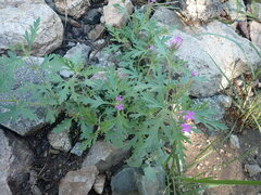 Glandularia latilobata