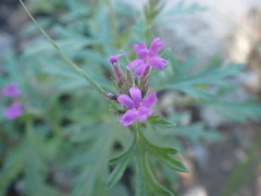 Glandularia latilobata