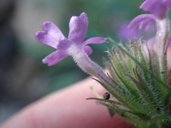 Glandularia latilobata