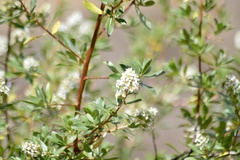 Escallonia resinosa