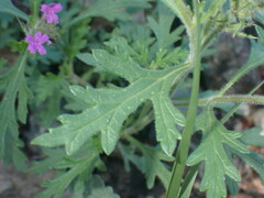 Glandularia latilobata