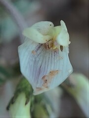 Astragalus limnocharis limnocharis
