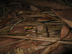 Chironius multiventris