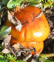 Cortinarius sinapicolor