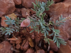 Astragalus limnocharis limnocharis