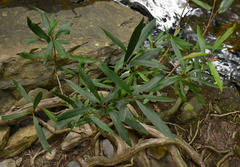 Tristaniopsis exiliflora