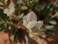 Astragalus limnocharis limnocharis