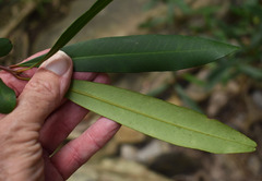 Tristaniopsis exiliflora
