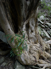 Tristaniopsis exiliflora