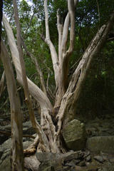 Tristaniopsis exiliflora