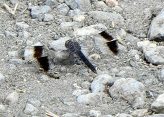 Brachythemis leucosticta