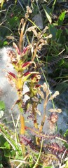 Pedicularis flammea