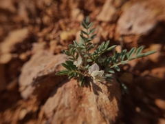 Astragalus limnocharis limnocharis