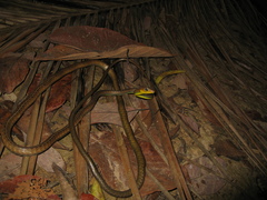 Chironius multiventris