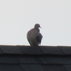Zenaida macroura carolinensis