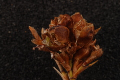 Rhynchospora globularis