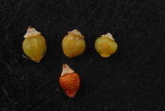 Rhynchospora globularis