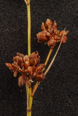 Rhynchospora globularis