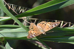 Asterocampa celtis antonia