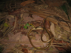 Chironius multiventris