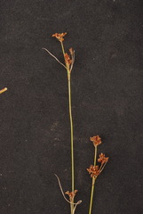 Rhynchospora globularis