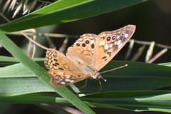 Asterocampa celtis antonia