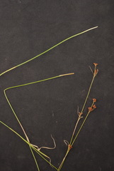 Rhynchospora globularis