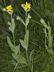 Arnica sororia