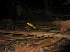 Chironius multiventris