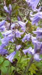 Hyacinthoides hispanica