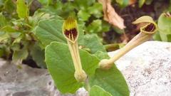 Aristolochia paucinervis