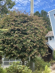 Parrotia