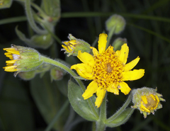 Arnica sororia
