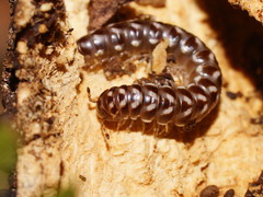 Phyllocladosoma dorrigense