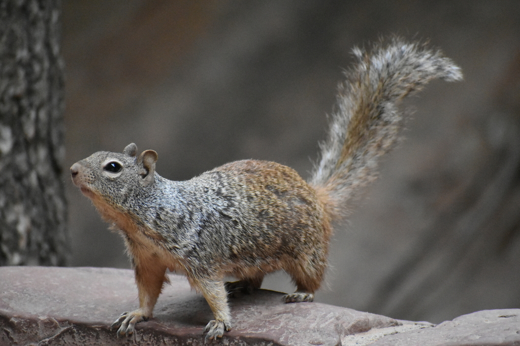 Utah Rock Squirrel