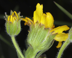 Arnica sororia