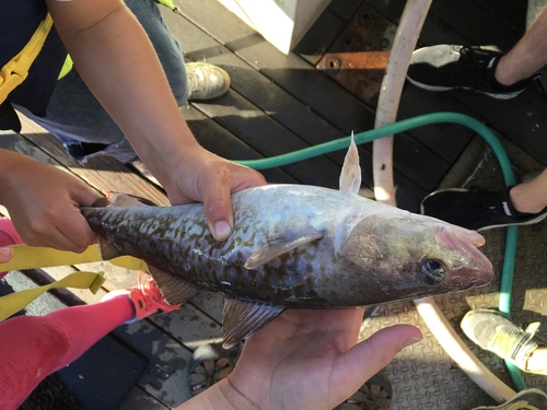 Gadus macrocephalus