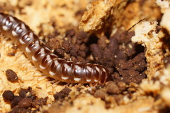 Phyllocladosoma dorrigense
