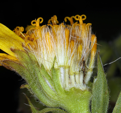 Arnica sororia
