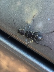 Xylotrechus nauticus