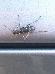 Xylotrechus nauticus