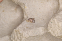 Chlumetia transversa