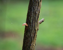 Marasmius tenuissimus