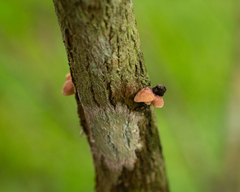 Marasmius tenuissimus