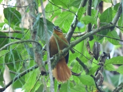 Philydor atricapillus