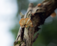 Marasmius tenuissimus